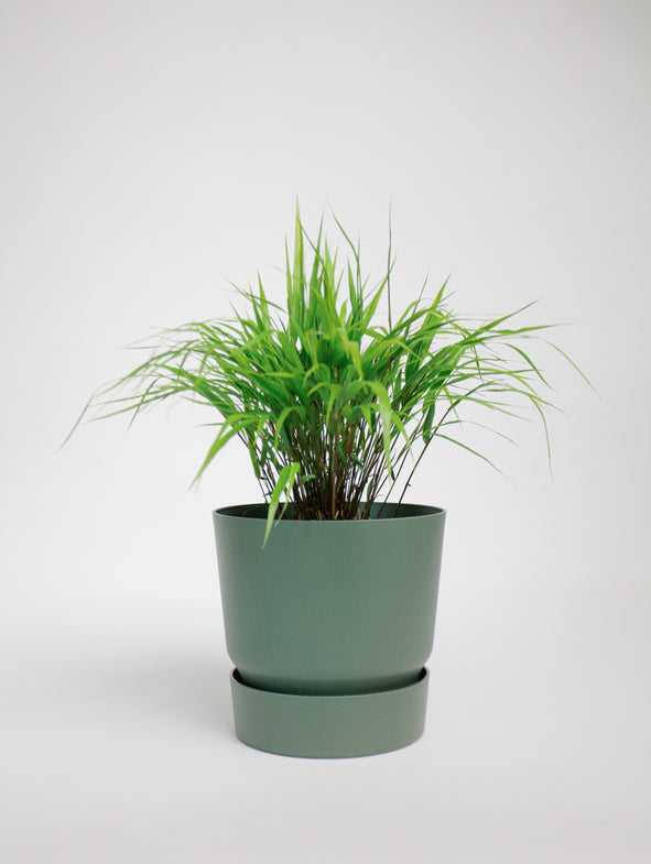 Japanese Forest Grass brings green colour and structure to your garden.